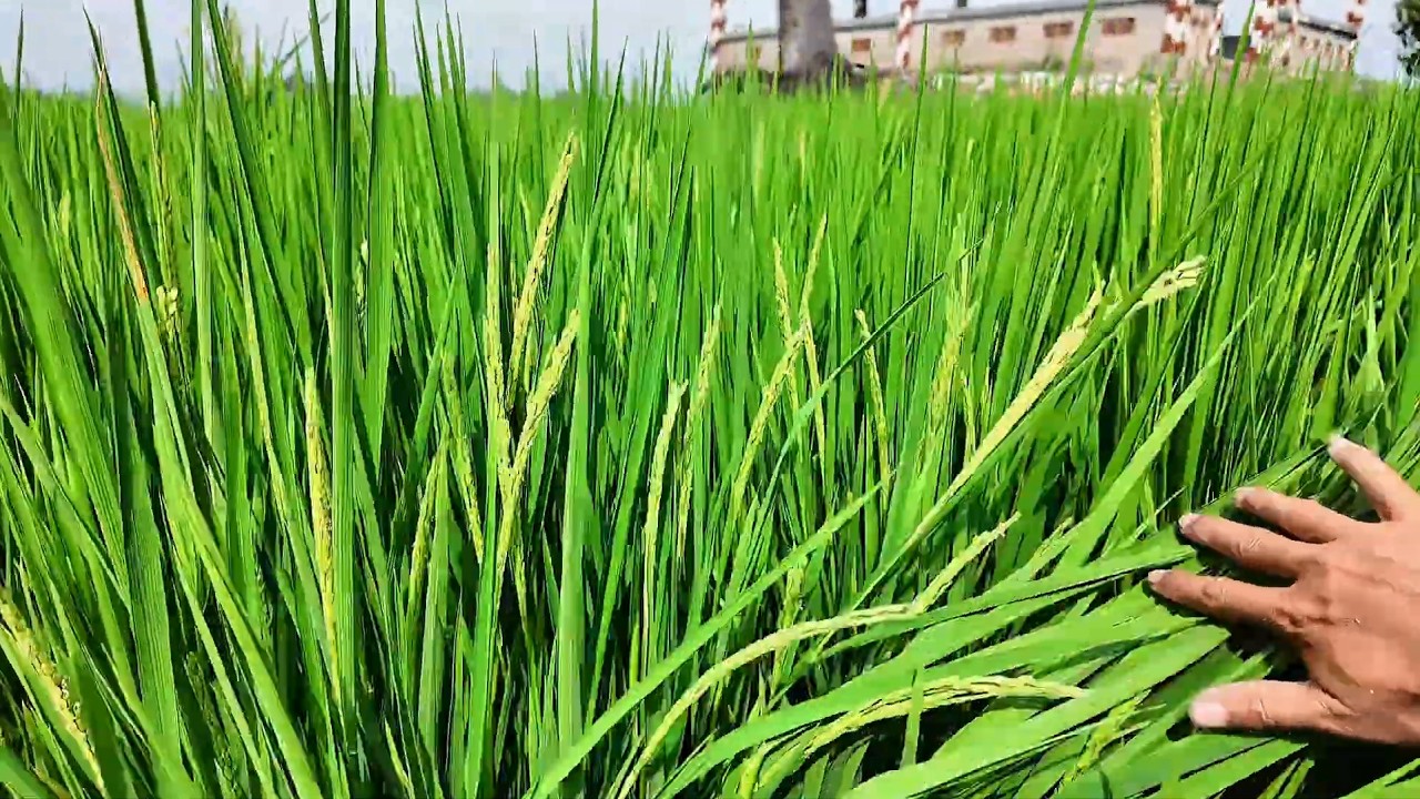 Xịt Cử Trổ Lẹt Xẹt Để Lúa Trổ Đều Đẹp Màu 