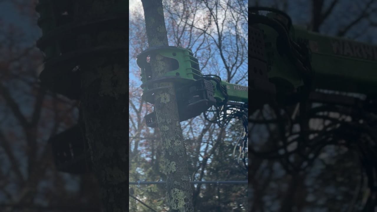 Residential tree removals with the sennebogen 718