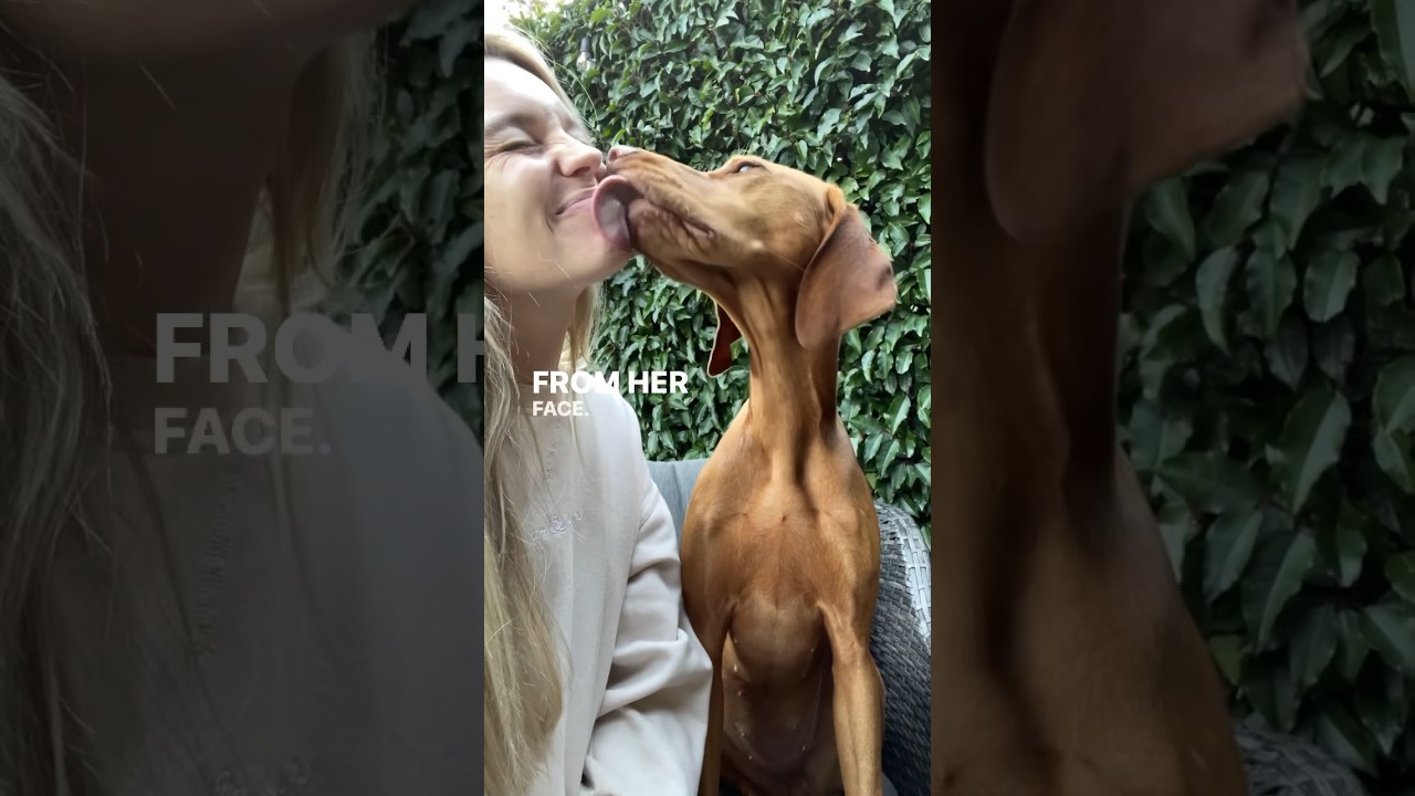Настоящая причина, по которой собаки лижут ваше лицо 🐶 👅 #шорты #кормлениевшортах #собака #мамасо...