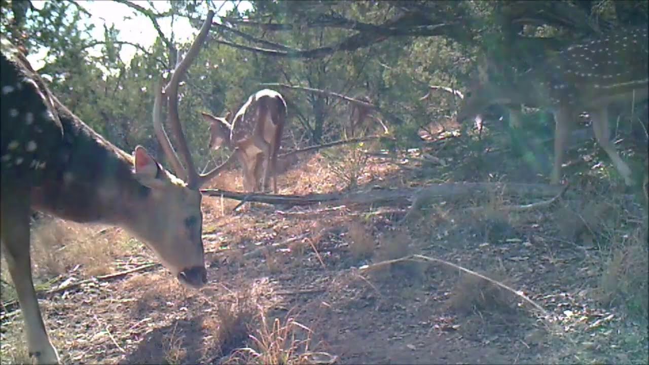 Trail Camera Animals, Guadalupe River State Park & South Llano River State Park, Thanksgiving 2020