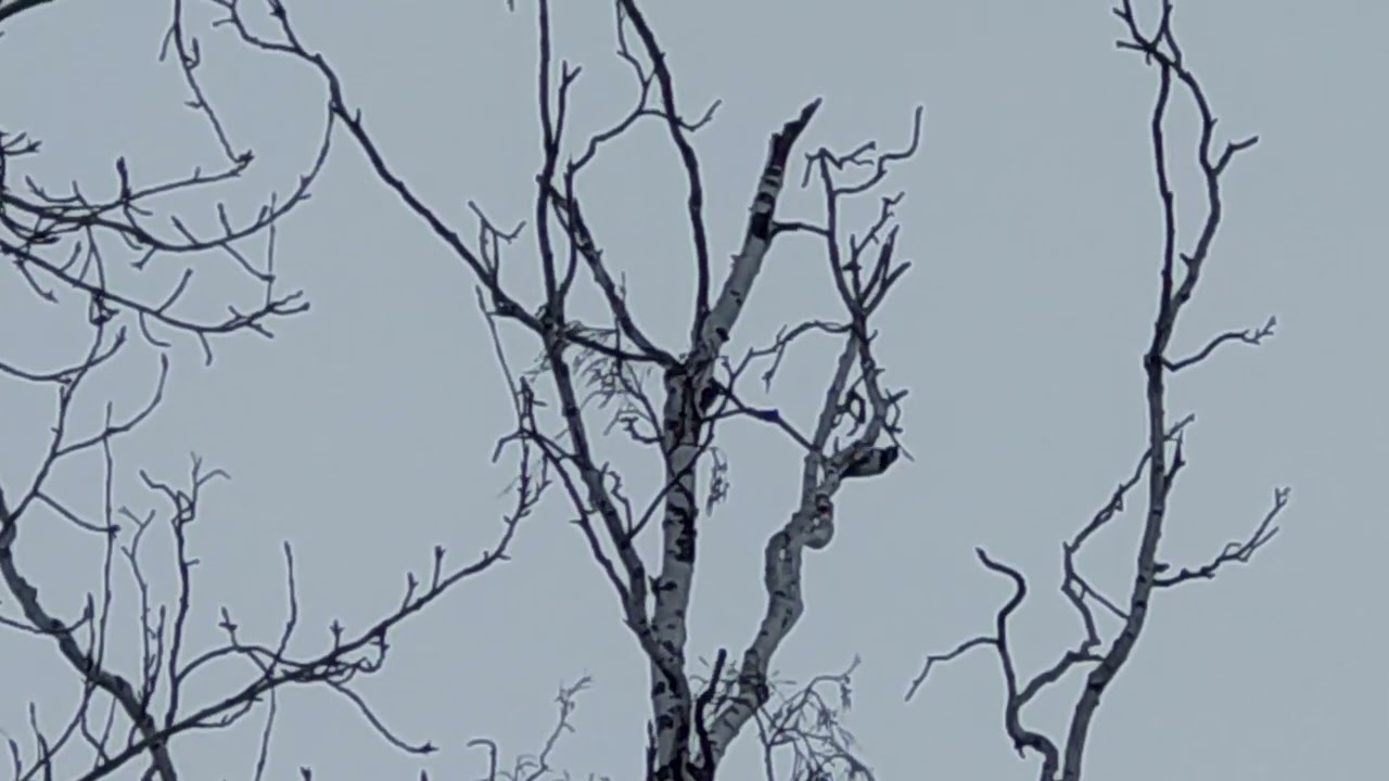 Пёстрые Дятлы - Кузницы или Санитары Леса\\Great spotted woodpeckers or forest orderlies. #алексаас 