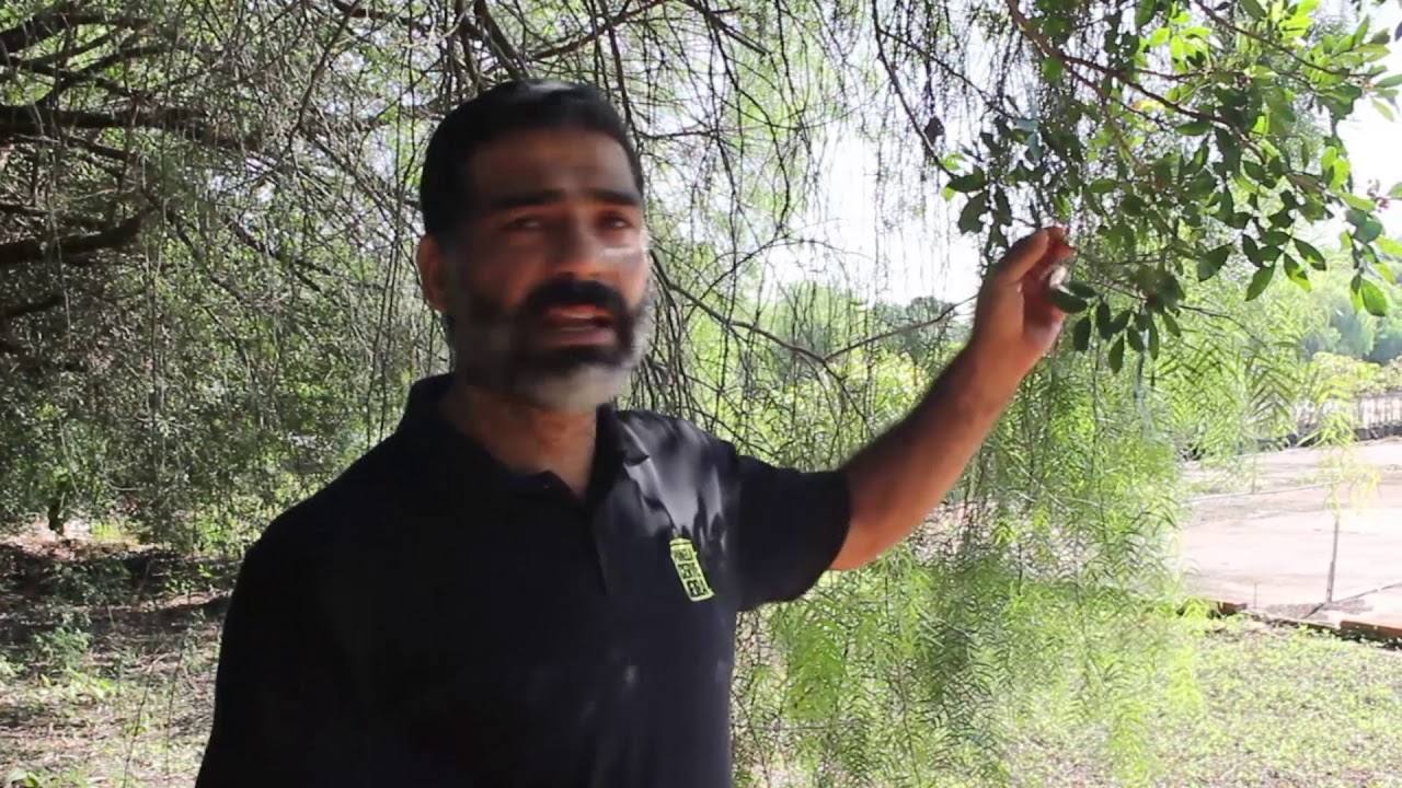 TIRA-DÚVIDAS BIOFLORA - QUAIS AS DIFERENÇAS DAS AROEIRAS?