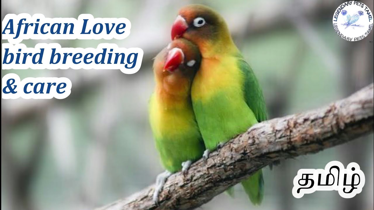 African love bird complete breeding and  care in  tamil