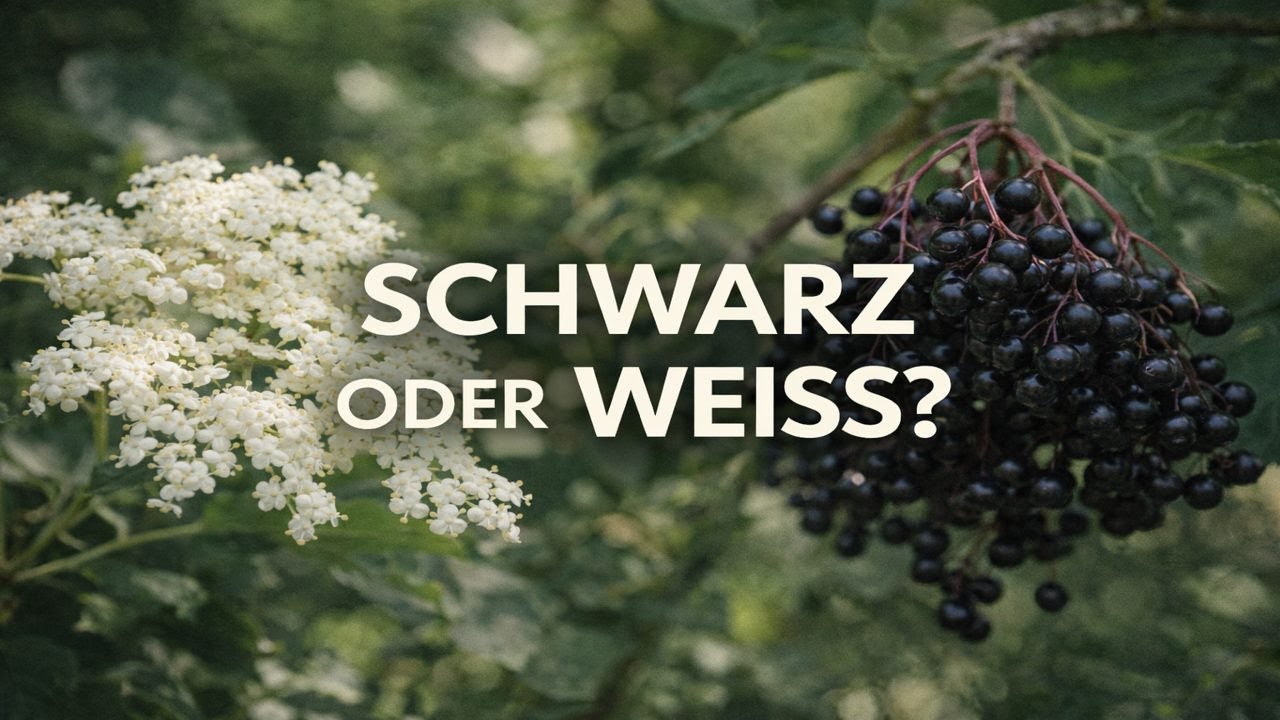 Holler – die vergessene Schutzpflanze zwischen Schwarz und Weiß #health #nature