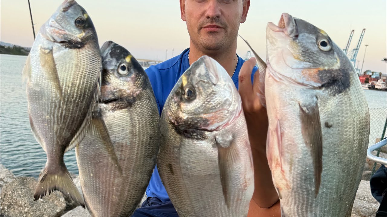 Cómo pescar doradas a Surfcasting en espigón o muelle | Jornada Real con muchas Capturas de Doradas 