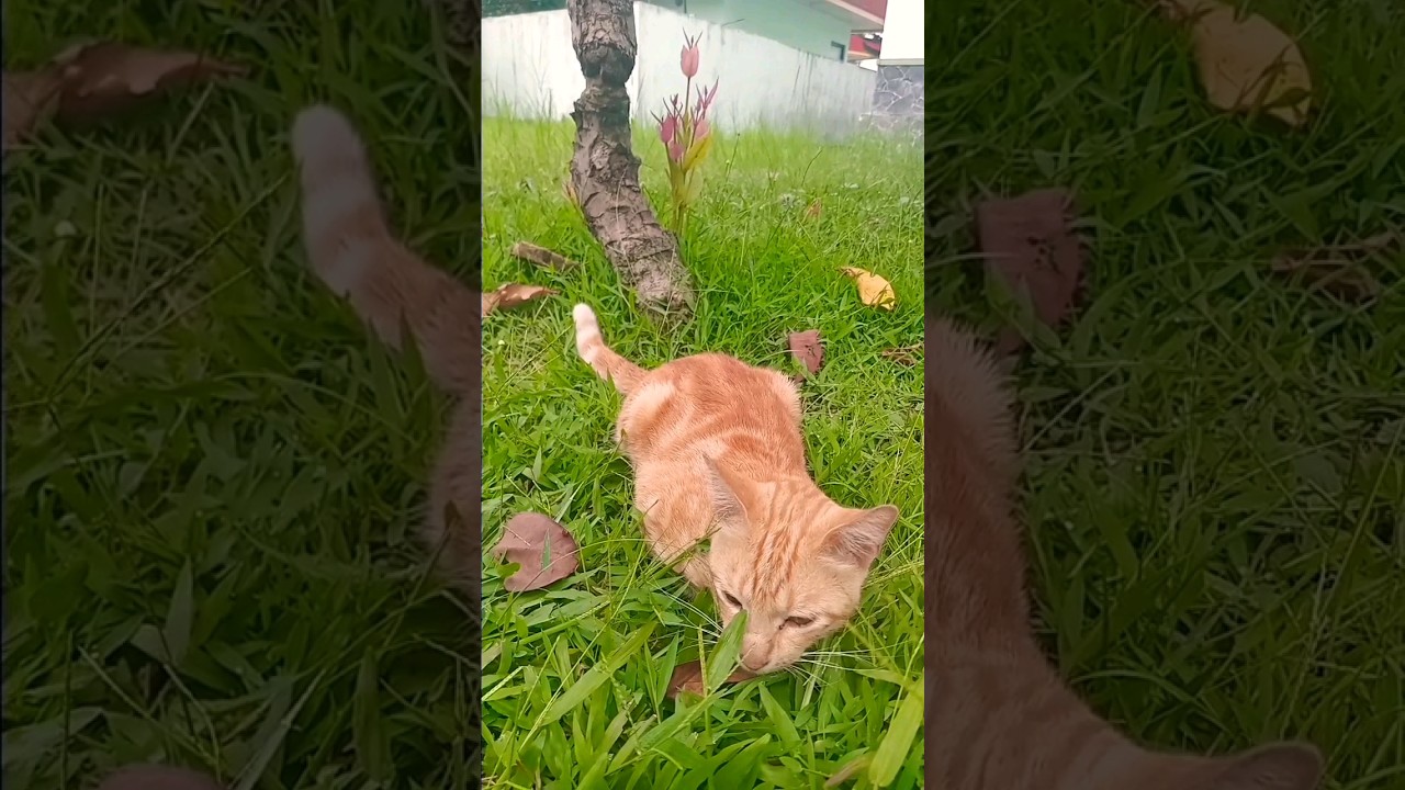 Kucing Bengal Oren 