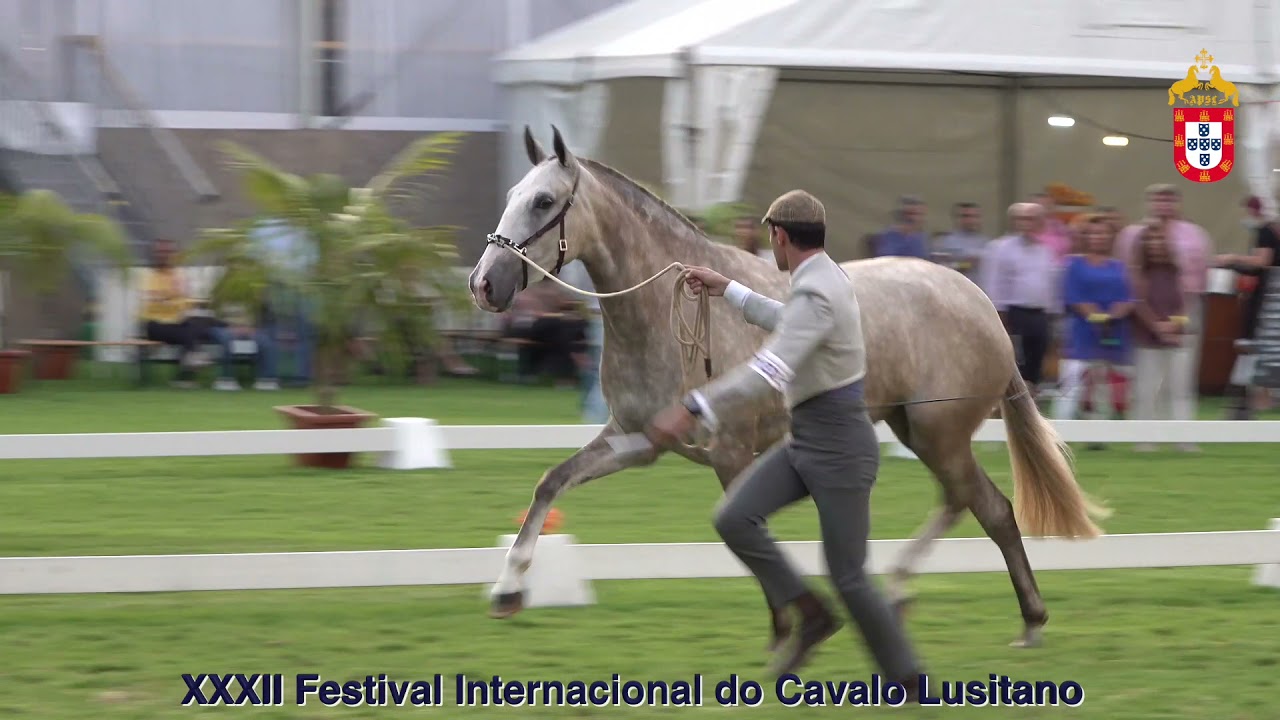 XXXII FIPSL - 210917 Modelos e Andamentos Classe III Poldras de 3 Anos