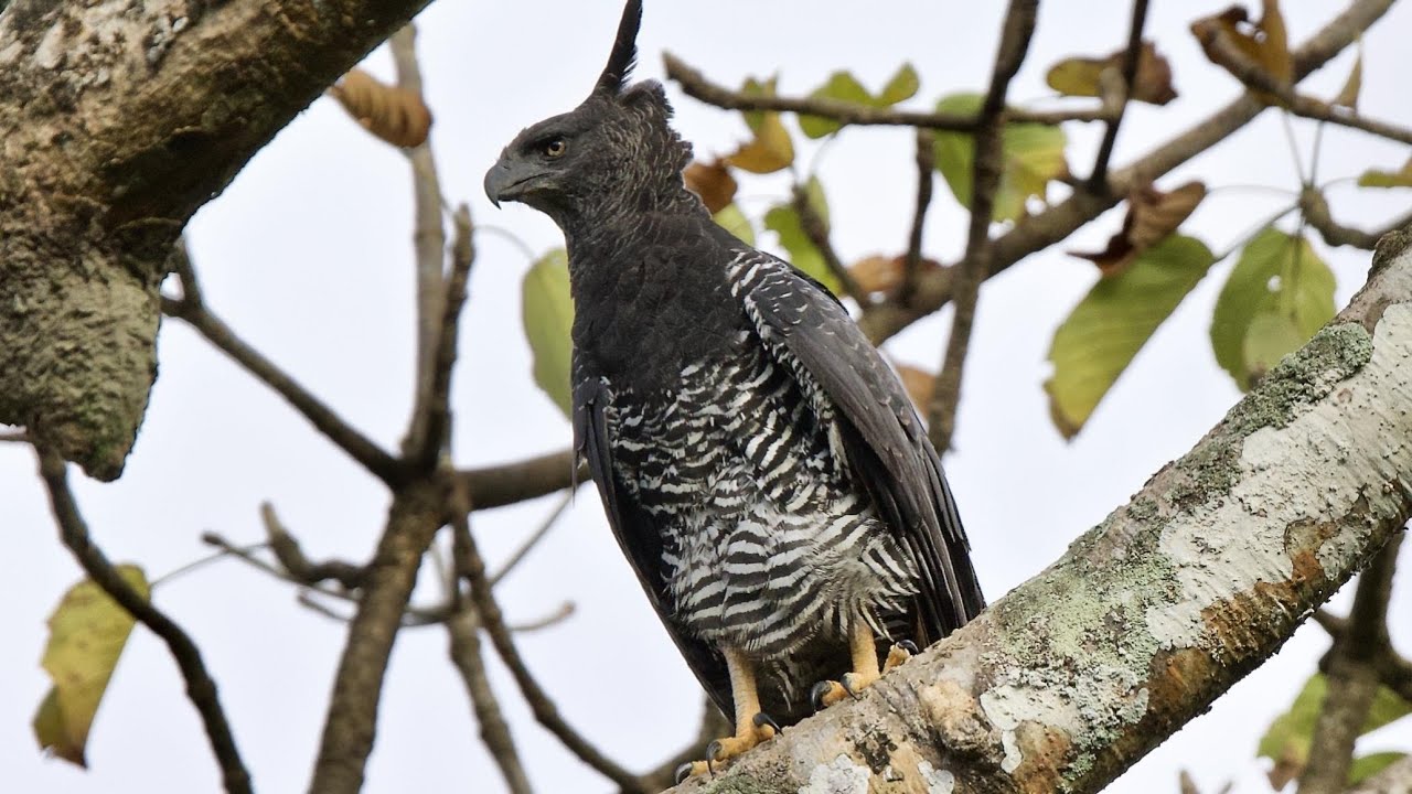 Birding At Canopy Camp Panama