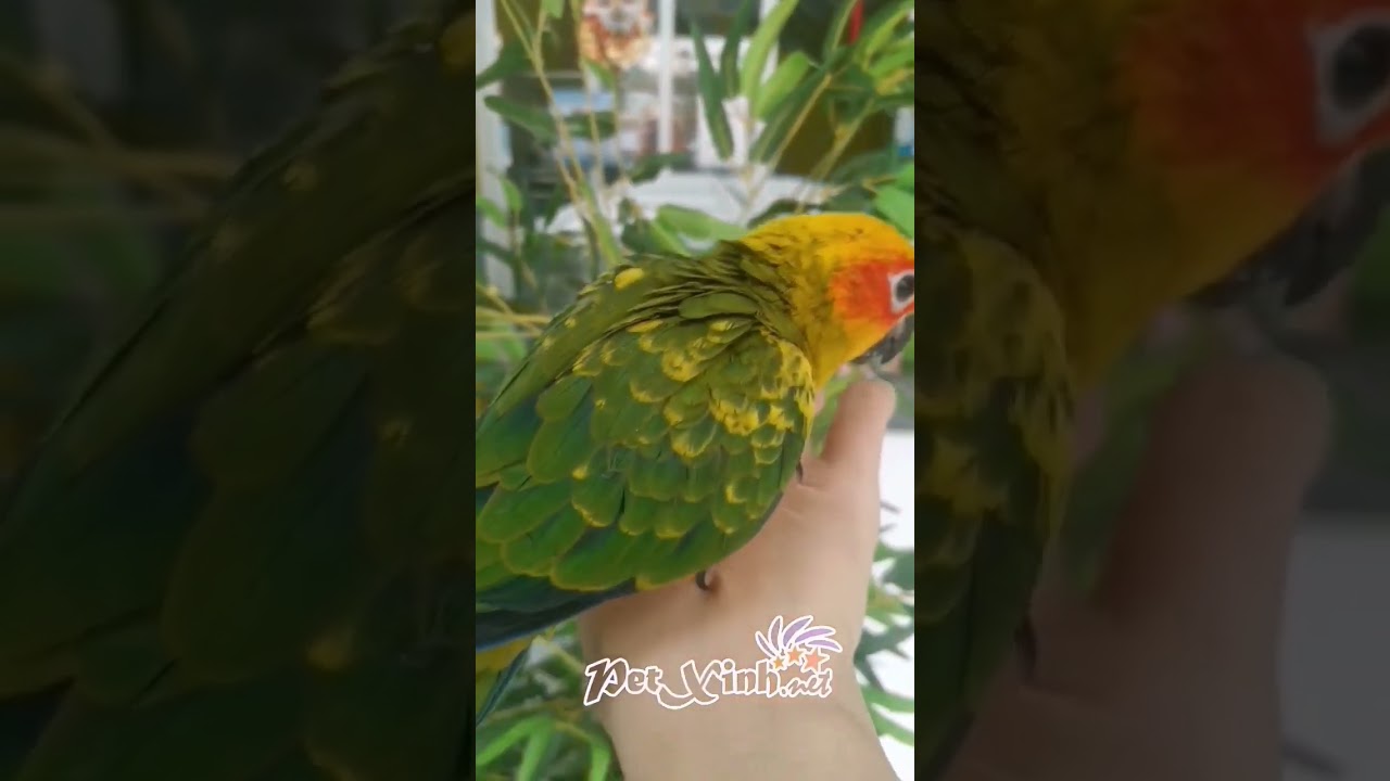 &Ocirc;ng mặt trời lấp la lấp l&aacute;nh. #petxinh #birds #vet #sunconure.