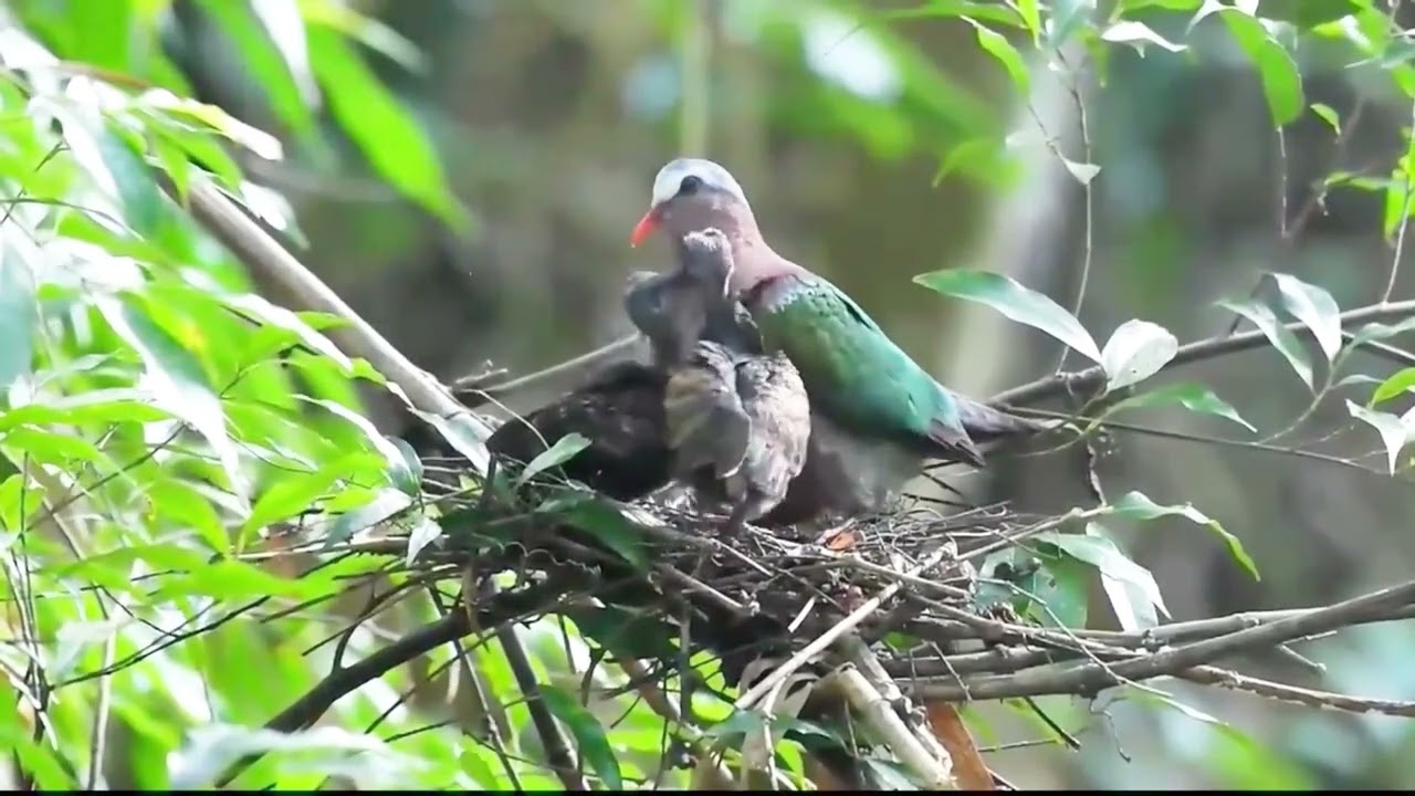 Emerald Dove Feeding Her young