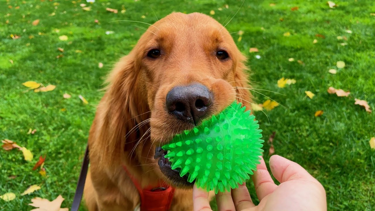 Red Golden Retriever Puppy🐶 Autumn Day Walk with 10 Month Old Puppy