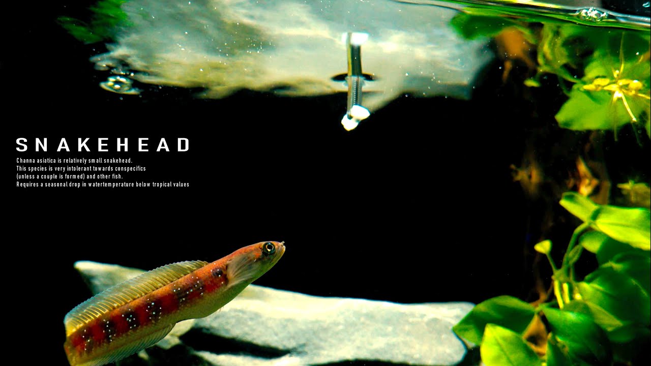 How Make Aquaterrarium For Snakehead l My First Channa asiatica