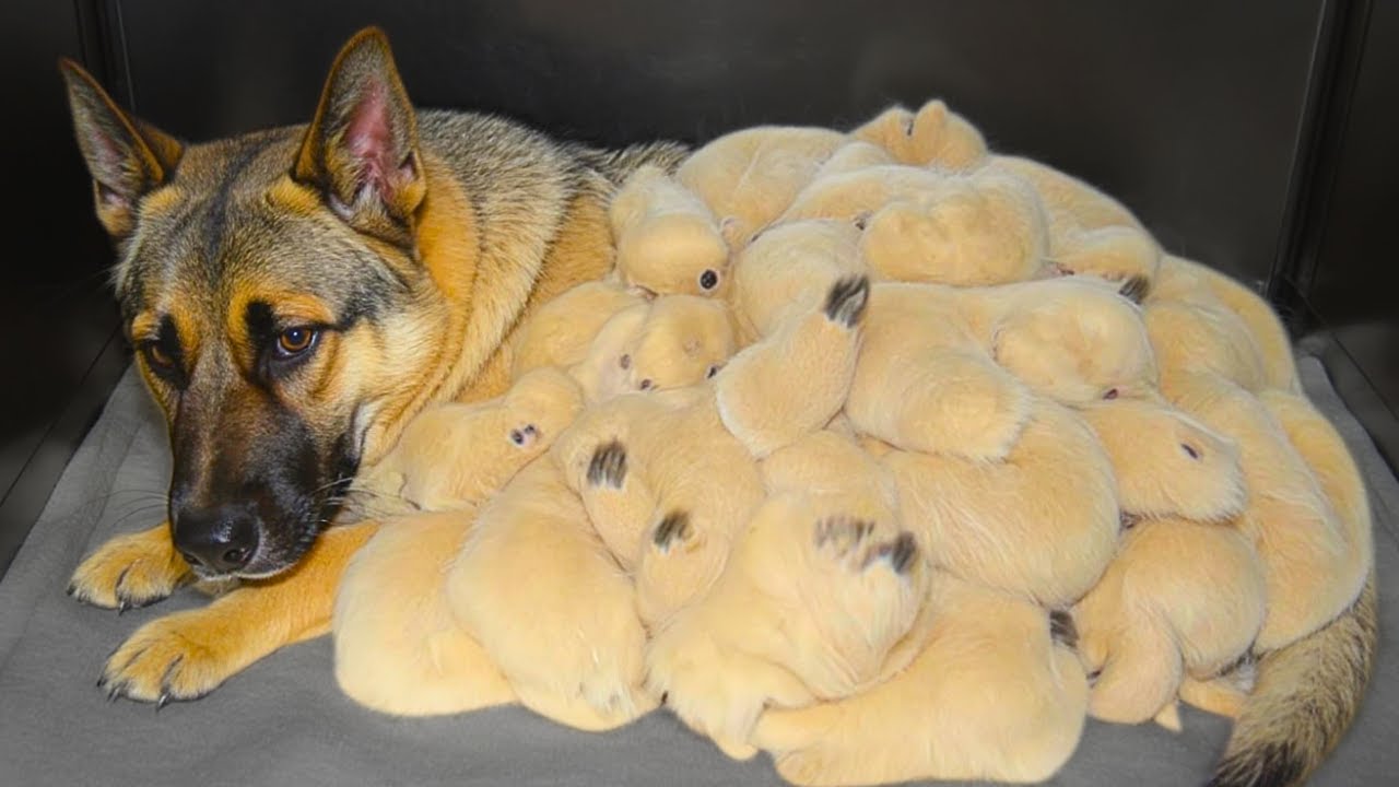 Cop Rescued A Strange Dog From Trash, 3 Days Later, A BIG Surprise Awaited Him!