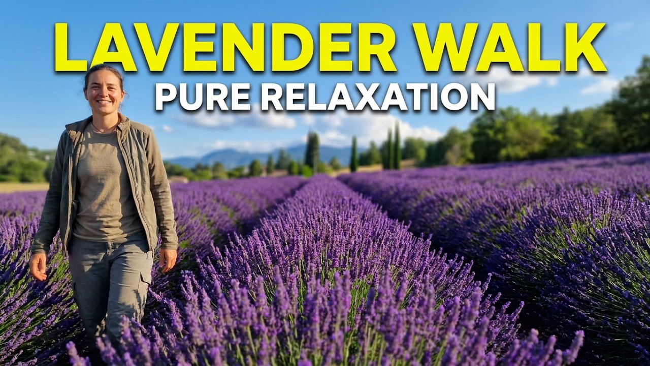 ASMR Lavender Fields Walk & Combine Harvest | Natural Sounds, Pure Relaxation| Provence Summer Scene