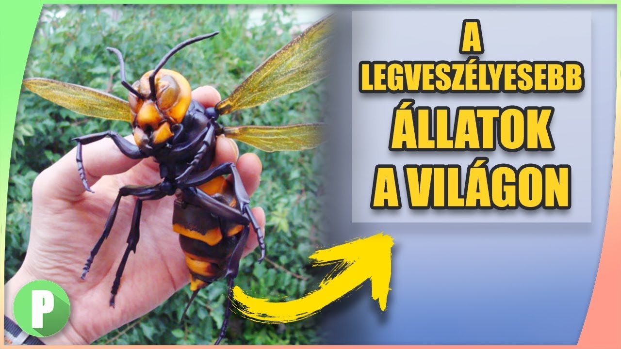 a világ legkomolyabb állatai