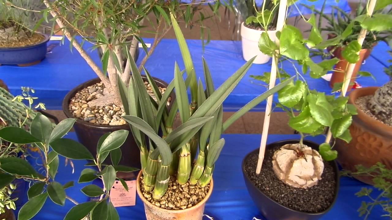 San Diego Cactus & Succulent Society Winter Show (2/14/15) 3/3