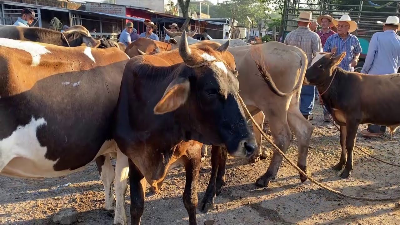Hechos del Agro - El tiangue de San Rafael Cedros