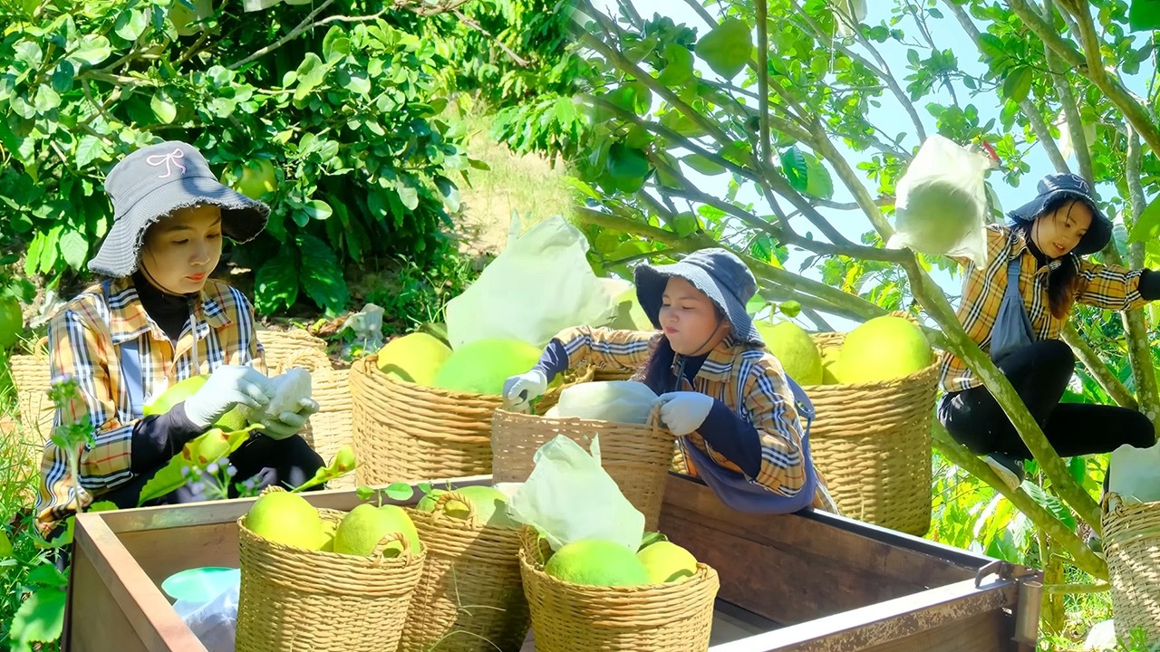 Harvesting Sweet Red Pomelos | Garden Work, Cooking a Simple Meal & Selling at the Village Market