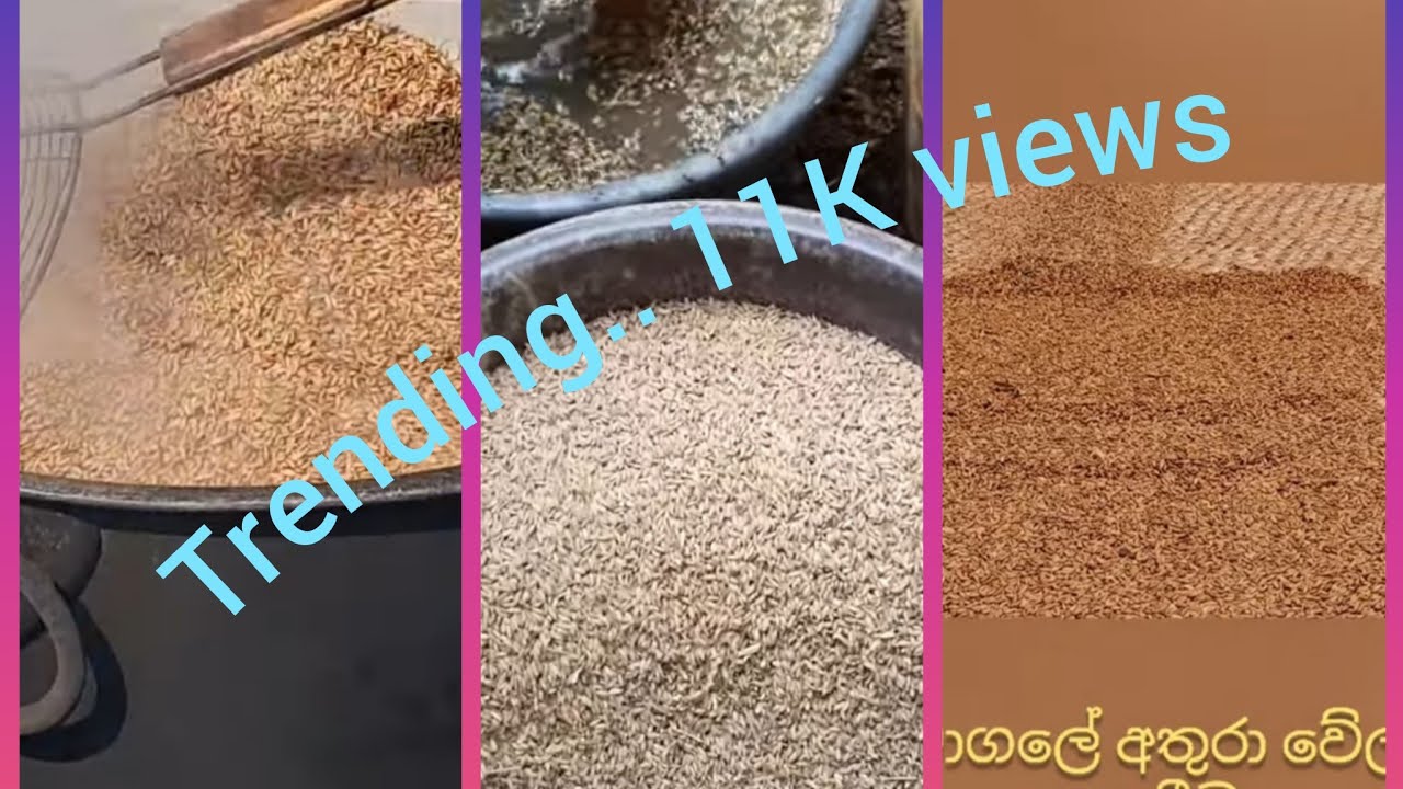 වී තම්බා වියලා ගැනීම (Vee thembima) - Rice production in sri Lanka   #trending