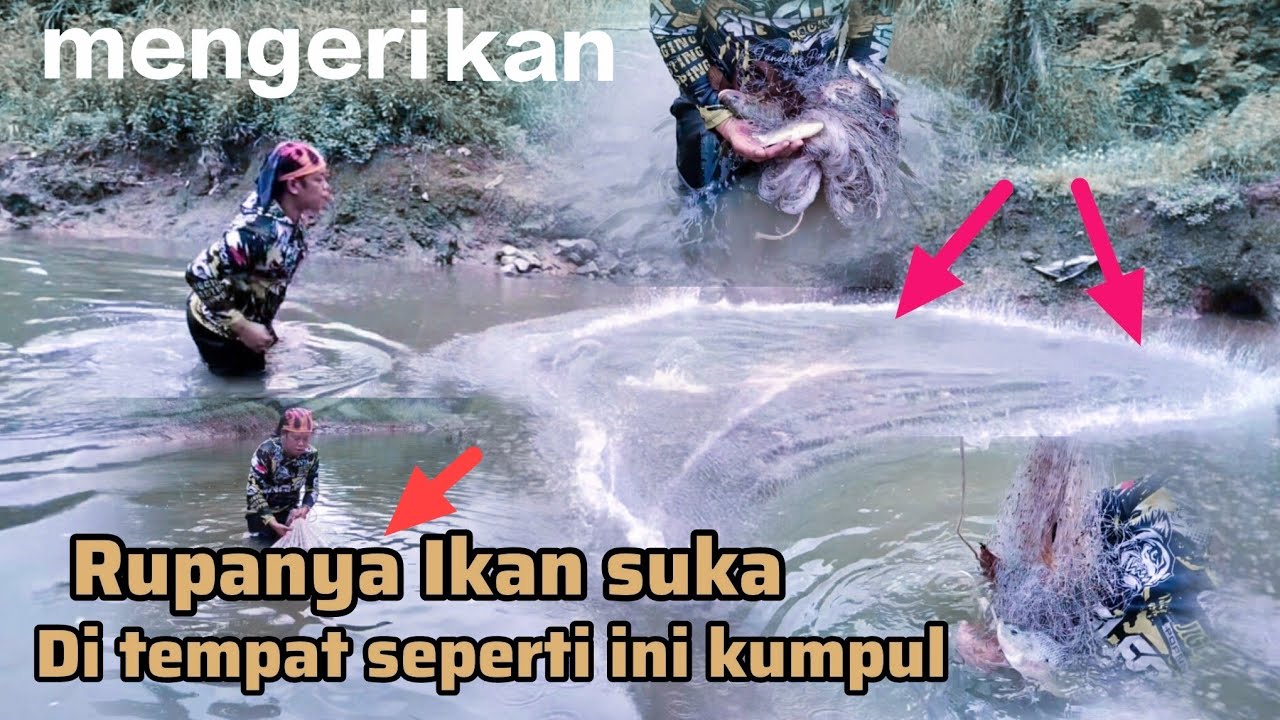 Jala ikan liar di air tawar