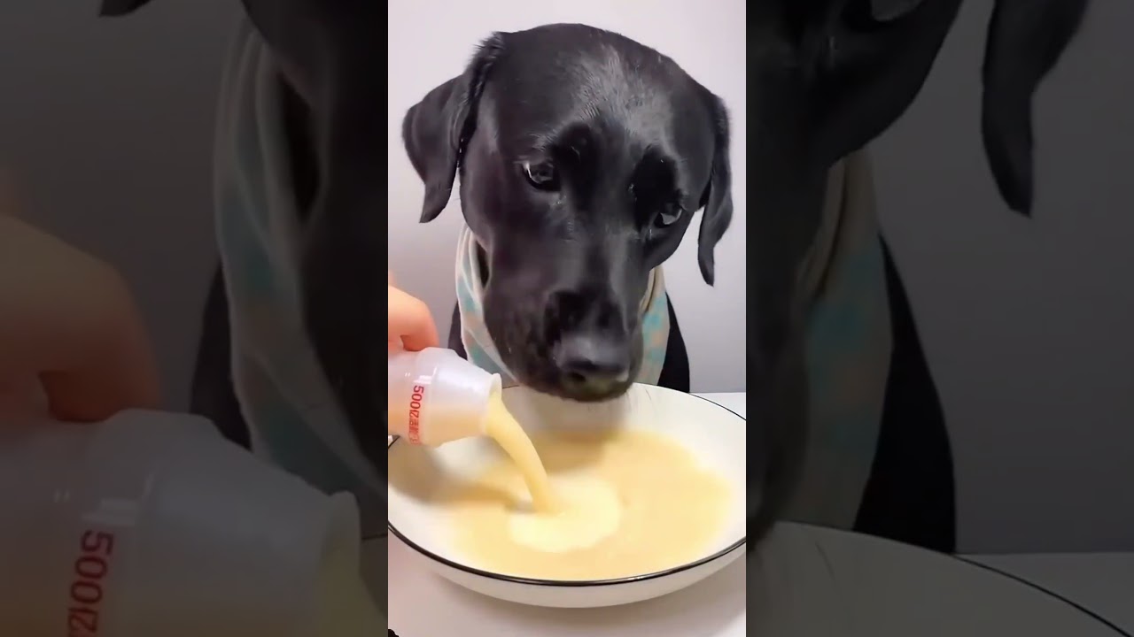 Good job dog 🐶👧🏻❤️😱