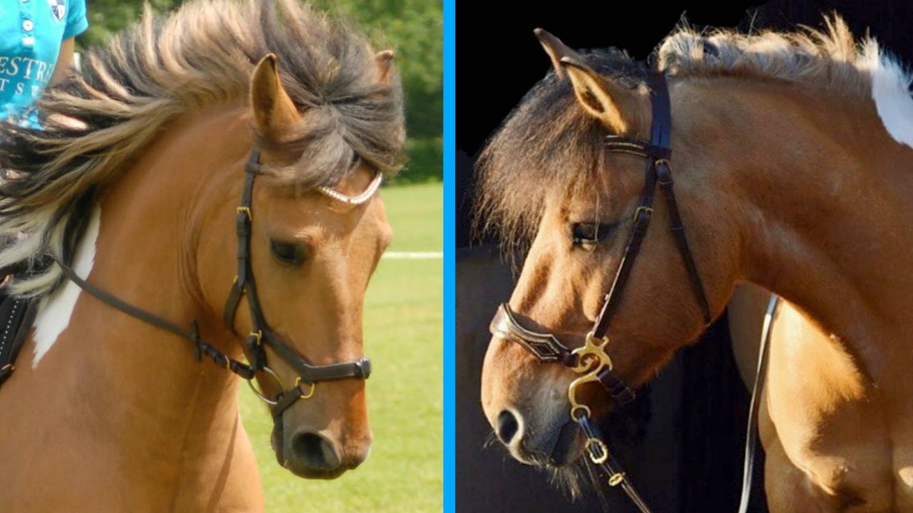 Mijn hoofdstellen / My bridles | felinehoi