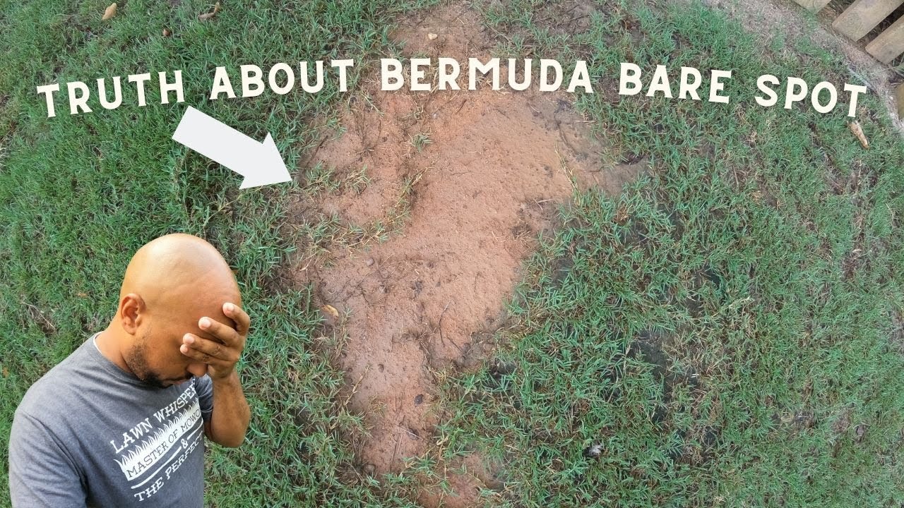 The truth about bare spots on bermuda lawns and why you have it.