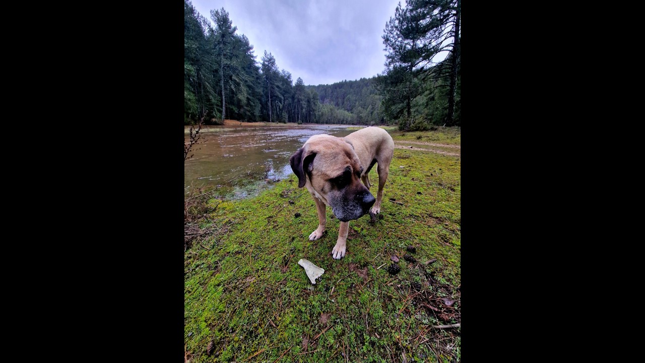 🌊 CANYON-FLUT: Wenn der Regen die Nacht verschlingt! #canecorso #outdoor #adventure