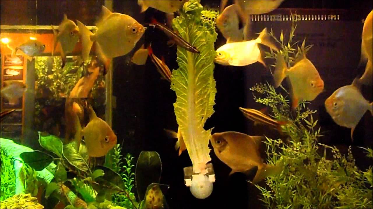 Silver Dollar Fish Time Lapse