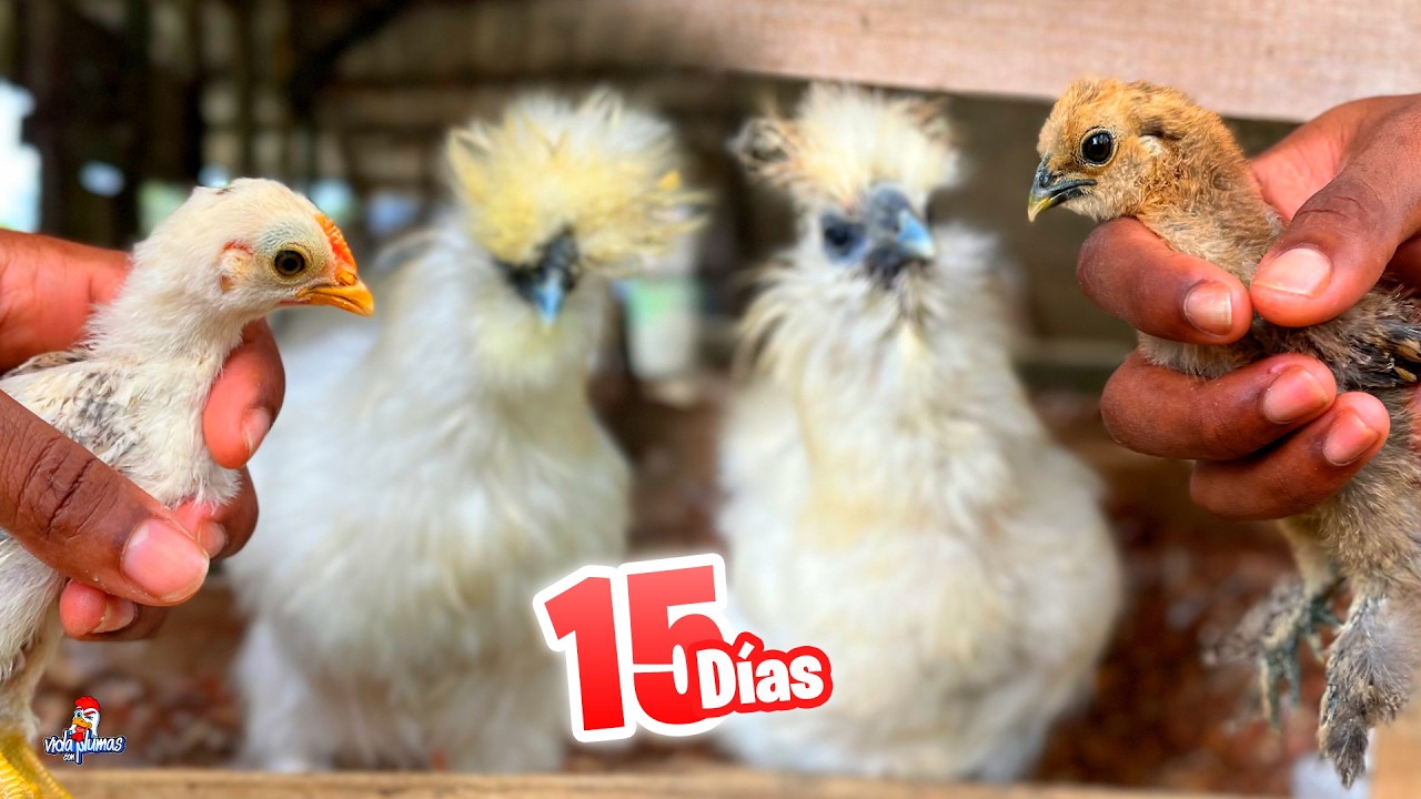 Nacieron hace 15 d&iacute;as y ya est&aacute;n as&iacute; 😱🐔 Pollitos Miniatura y Silkie