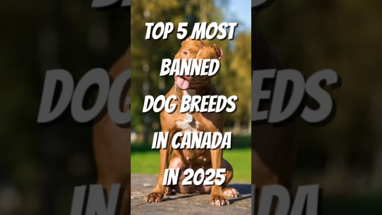 Top 5 Most Banned 🚫 Dog Breeds In Canada In 2025 #canada #top #top5 #top10 #dog #dogbreed
