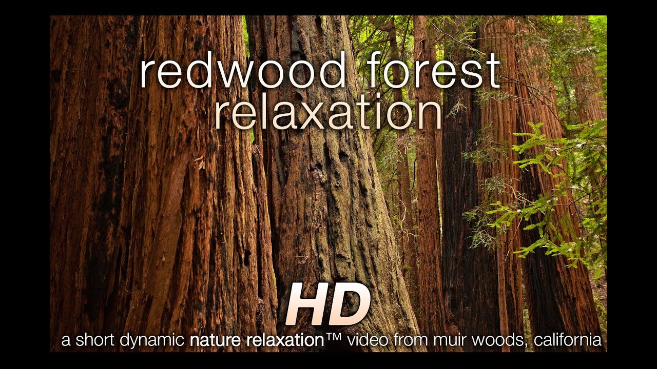 Redwood Forest Relaxation HD Video - Nature Sounds 1080p HD