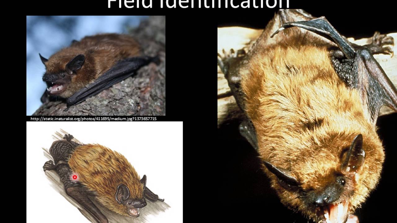 Big Brown Bat (Eptesicus fuscus)