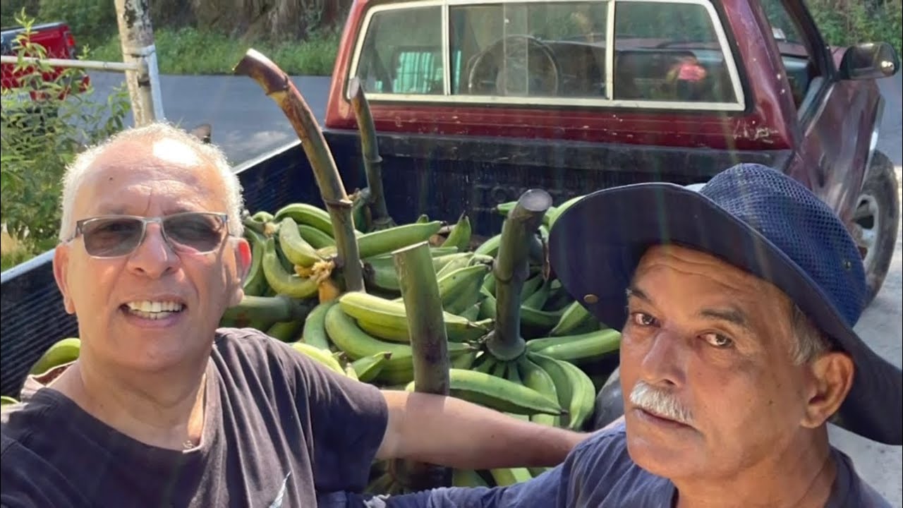 Sorprendente: Así Es El Cultivo De Plátanos En Puerto Rico ￼