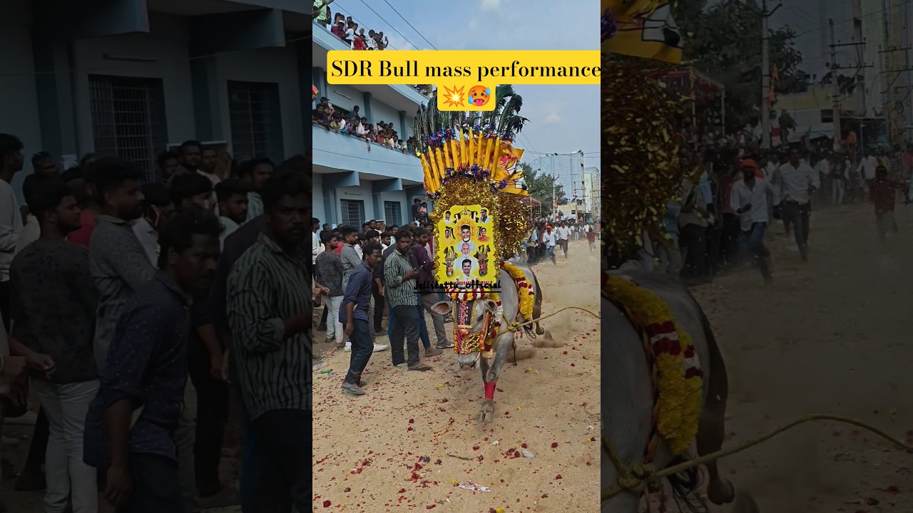 #jallikattu #tdp #viral #tdpparty #tdpvsycp #tdpnews #tdplive #cbn #cbnwillbeback #cbnindia #naidu