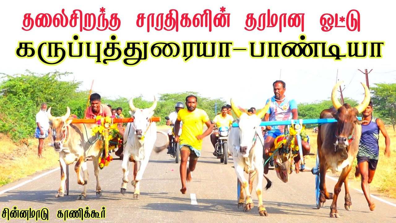 2 இராமநாதபுரம் மாவட்டம் காணிக்கூர்-ஒச்சதேவன்கோட்டை சின்னமாடு பந்தயம் 21-02-2026