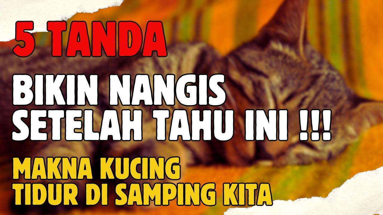 🛑 BIKIN NANGIS SEUMUR HIDUP..!! Setelah Tahu Alasan Kucing Tidur Di Samping Kita...