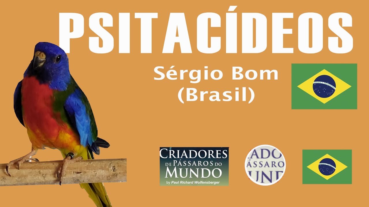 Criadouro Parakeet Brasil - Psitac&iacute;deos
