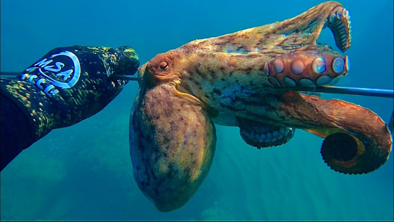 Dal mare alla tavola passo dopo passo, paccheri al ragù di polpo, la bellezza della pescasub 🐙🍝