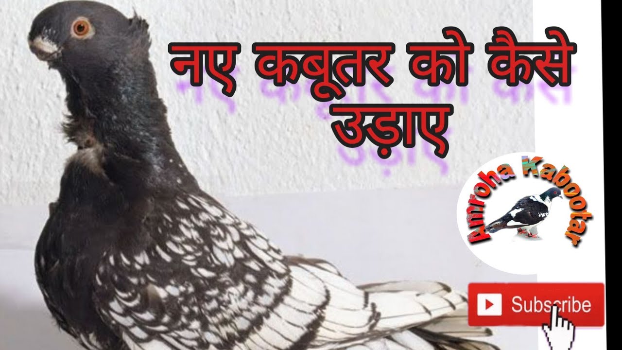 New kabootar ko kaise udaye.  नए कबूतर को छत कैसे दिखाए। आज हमने अपने नए कबूतर को बाहर निकाला।