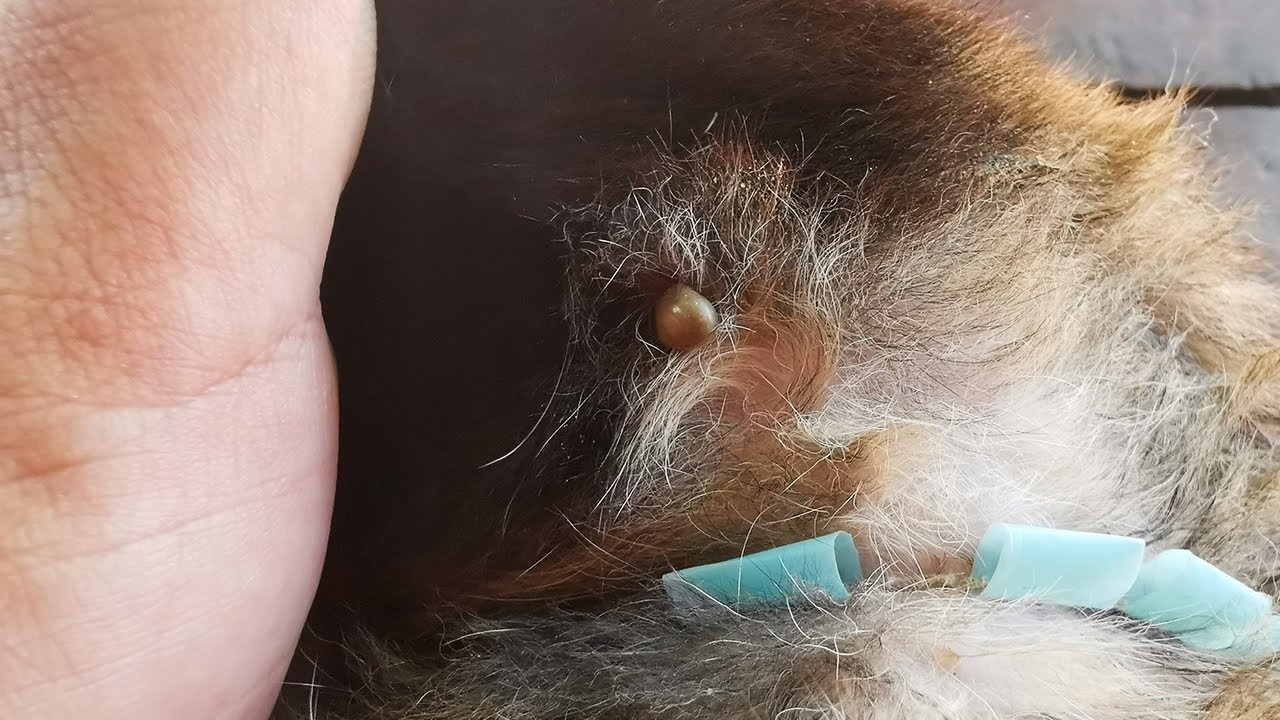 Remove Ticks From Puppy | Big Ticks Removing From Puppy Body