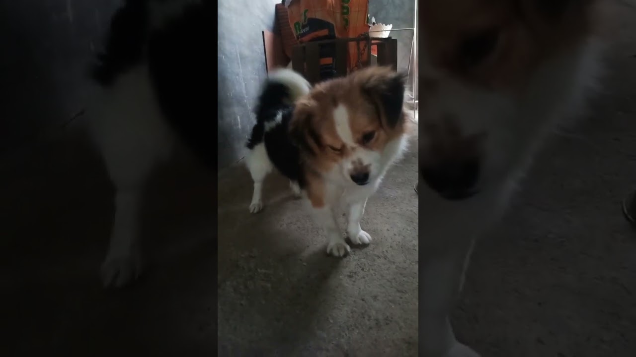 Sounds that attract dogs