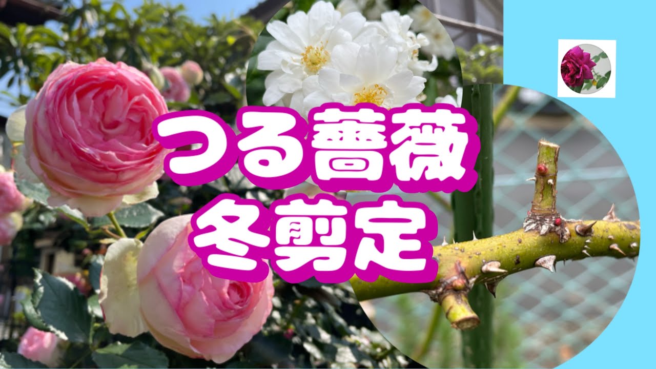 🌹つる薔薇の誘引と冬剪定　概要欄もご覧ください👀