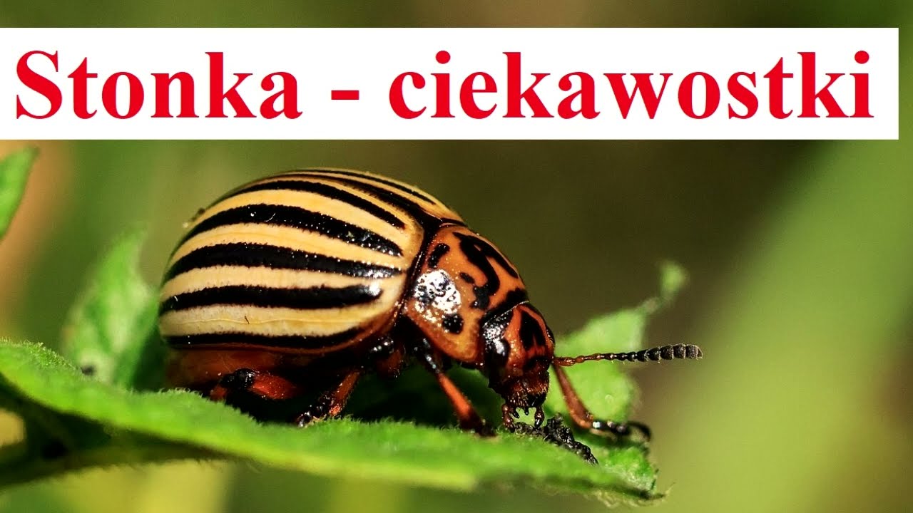 Stonka ziemniaczana - ciekawostki