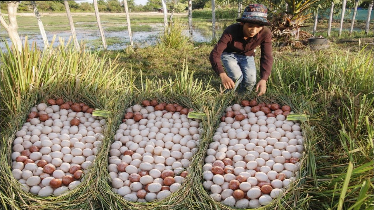 Lots of Duck Eggs in the Straw Collected by a Skilled Farmer