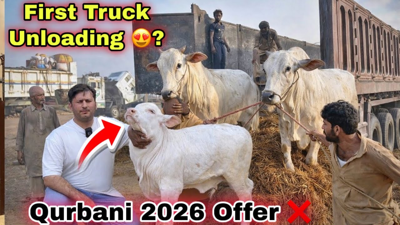 Northern Bypass Mandi First Truck Date 😍 ? Qurbani 2026 Collection Par Offer ❌ Cow Mandi 2026