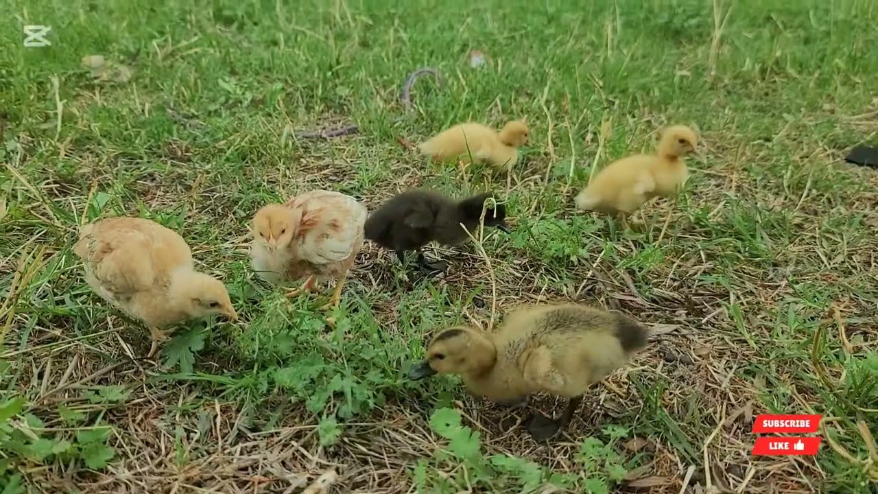 Ducklings in my garden 