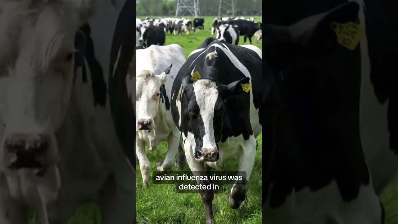 FDA says samples of pasteurized milk test positive for bird flu virus