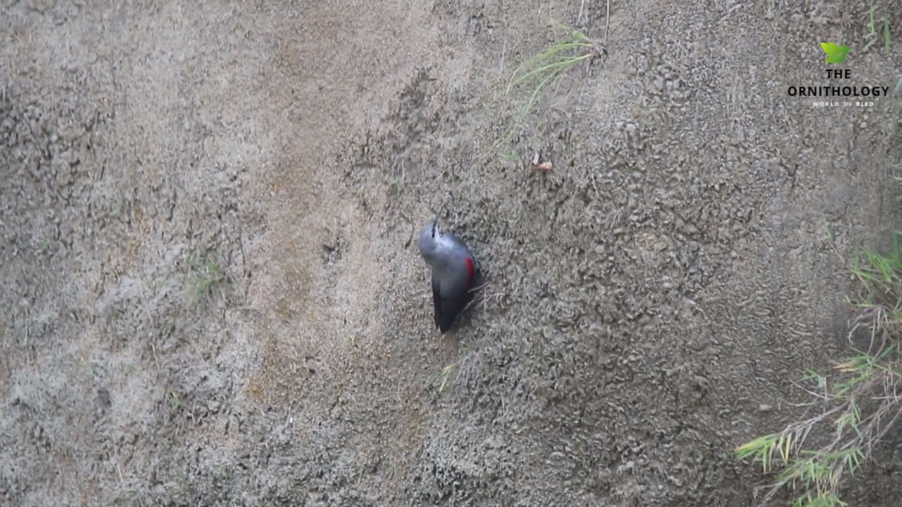 Wallcreeper | Tichodroma muraria