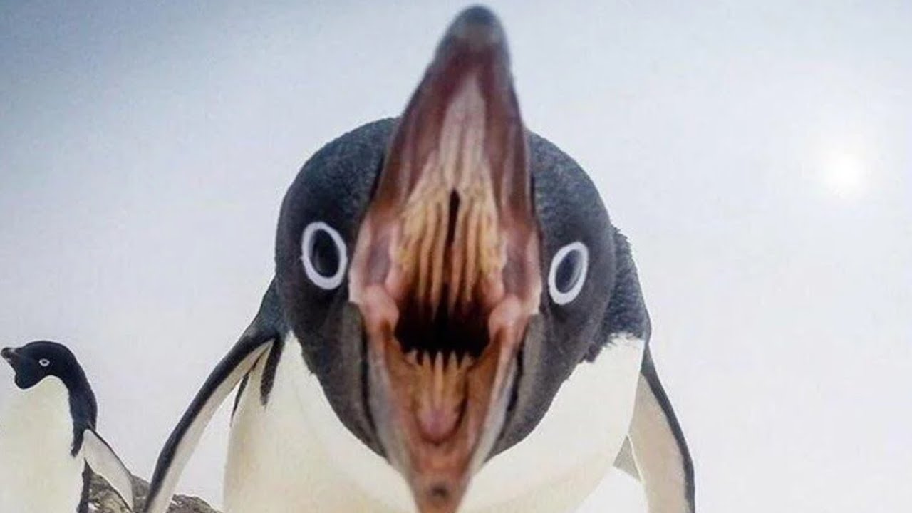 Cursed Images of every animal